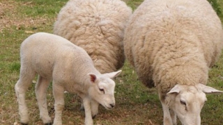 Шофьор умишлено блъсна с автомобила си стадо овце в Пловдивско