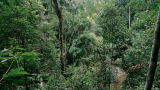  Правителства и корпорации дадоха обещание да спрат обезлесяването до 2030-а 