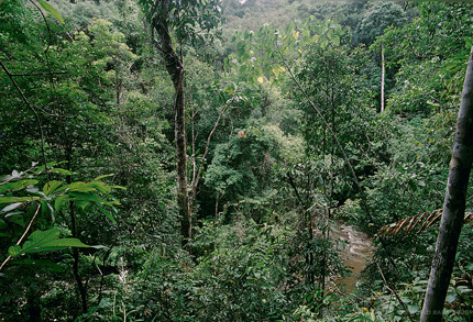 Правителства и корпорации обещаха да спрат обезлесяването до 2030-а