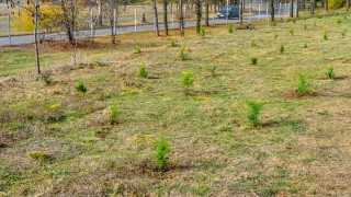 Доброволческата инициатива Гората бг дари на Ямбол 5600 фиданки съобщи общината