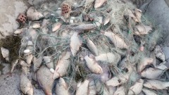 Хванаха бракониер с 1900 кг незаконно уловена риба в Шуменско