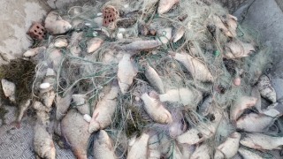 Хванаха бракониер уловил незаконно близо 2 тона риба Това предаде