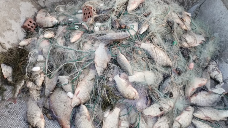 Хванаха бракониер, уловил незаконно близо 2 тона риба. Това предаде
