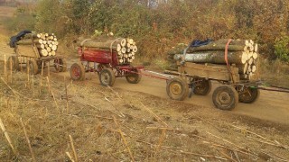 Общо 23 кубика дървесина са задържани за последните два