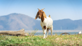 Има странна причина поради която Google е наел 200 кози