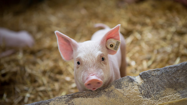 В САЩ обявиха генномодифицираното свинско месо за безопасно за консумация