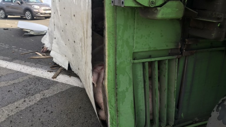Камион с прасета се преобърна на АМ Тракия в посока