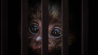 Днешните бозайници са изправени пред всякакви проблеми за които техните