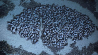 Намериха най-голямото римско корабокрушение в Средиземноморието
