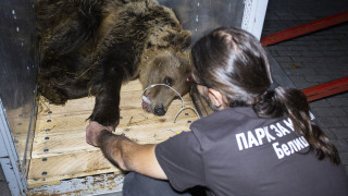 Новият обитател на мечия парк в Белица се казва Ива