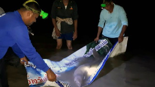 Осиротяло бебе дюгон станало известно след като беше спасено по рано