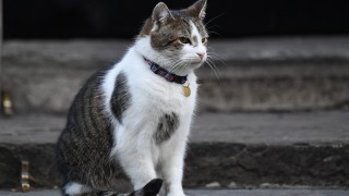 Антитела срещу COVID-19 при кучета и котки