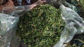 Над 50 кг канабис и ловни патрони иззеха служители на