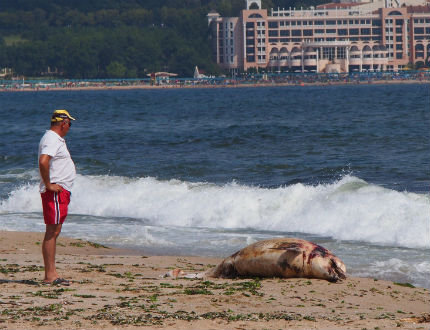 Труп на делфин изхвърли морето край "Дюни"