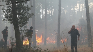 Пожар е обхванал иглолистна гора в района между селата Изворище