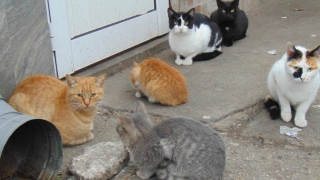 Улични котки живеят в детска кухня във Варна 