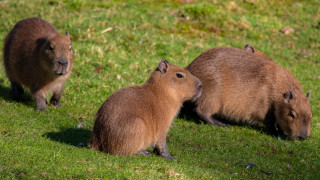 Зоопаркът в Бургас се похвали с нови обитатели Това са