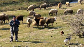 Овчар се самозадоволява на паша