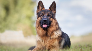 Домашно куче от породата немска овчарка е било застреляно преди