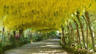 През пролетта обикновено всички искат да видят цъфналите полета с