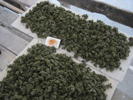 Антимафиоти иззеха над тон и половина марихуана от плевня 
