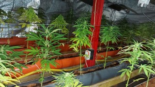 Разкриха наркооранжерия и незконна ферма за криптовалута при специализираната полицейска операция