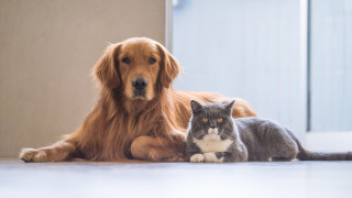 Конкуренцията между собствениците на кучета и тези на котки понякога