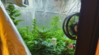 Полицаи откриха наркооранжерия в Костинброд съобщиха от МВР В постройка в