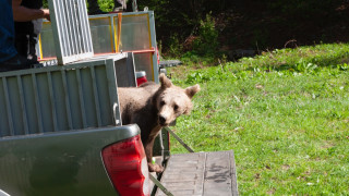 Мечетата които загубиха майка си и бяха отгледани в специализирани