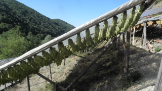 Тютюнопроизводители блокираха пътя между Гърмен и Сатовча съобщава bTV Те настояват