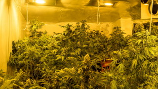 Полицията откри над килограм марихуана и 70 саксии 