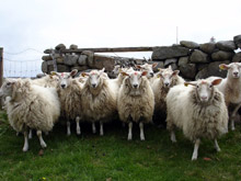 Туристи тръгват по пътя на овцете