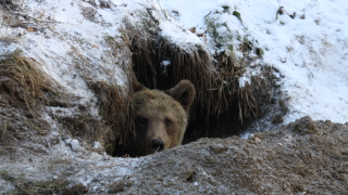 Снегът зарадва мечките от Белица преди Мечкин ден