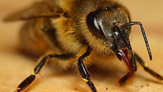 Откриват "Пчеларство 2006"