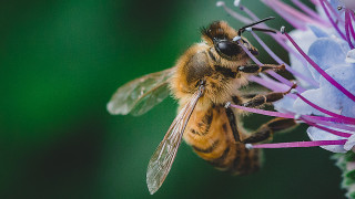 Всяка година на 20 май отбелязваме Световния ден на пчелите Датата