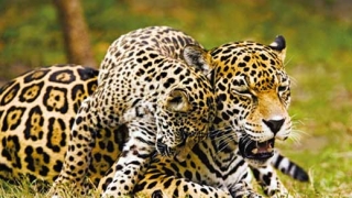 Пътят на ягуара