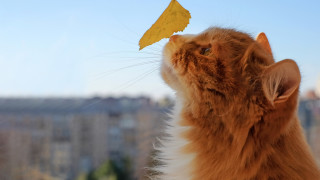 Котките може и да имат цели девет живота но точно