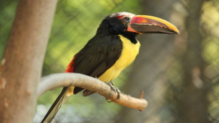 В Столичния зоопарк за пръв път се излюпи тукан Това