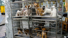 Южна Корея забрани консумацията на кучешко месо