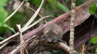 Малък кафяв плъх който е живял на малък остров край