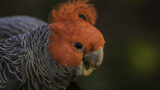 Не е тайна че много музиканти изчакват декември за да