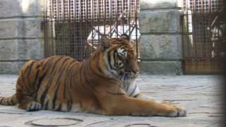 Тигър изяде турист в Китай, не повярвал на предупредителния знак