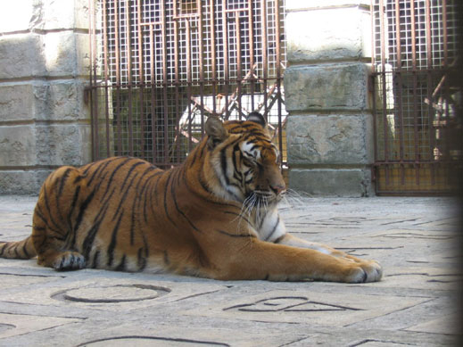 Тигър изяде турист в Китай, не повярвал на предупредителния знак