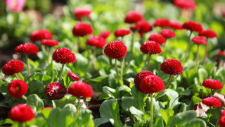 Днес ни очаква променлива облачност Денят ще премине почти без