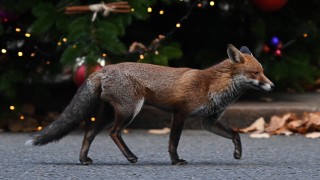 Франция съобщи за огнище на високопатогенен птичи грип сред червени