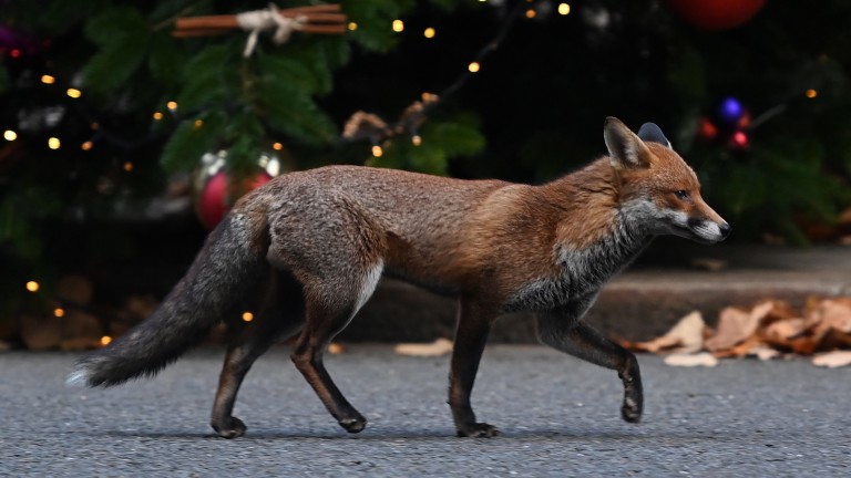 Изображение 609326