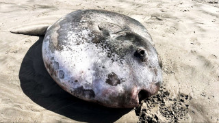 Океанът изхвърли огромно дълбоководно същество с тегло 400 килограма