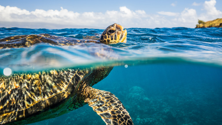 Изображение 739826