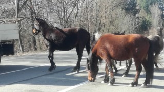 Безстопанствен кон е предизвикал катастрофата край Котел