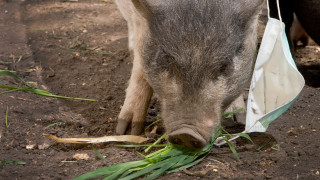 Около една четвърт от свинете в света се очаква да